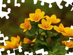 Flowers, marigolds, Yellow