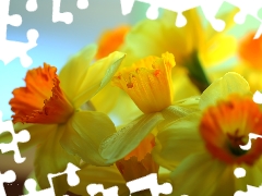 Flowers, narcissus, Yellow