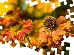 orange, Flowers, Helenium, Yellow