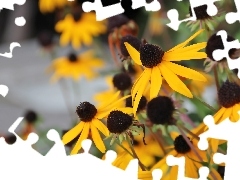 Flowers, Rudbeckia, Yellow