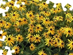 Flowers, Rudbeckia, Yellow