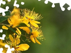 Flowers, St. John