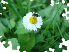 fly, cuckooflower, Bitter