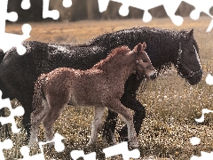 foal, bloodstock, Meadow