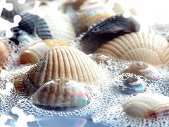 Shells, Foam