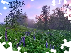 lupine, Meadow, viewes, Fog, trees, Flowers