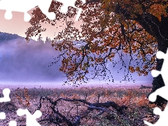 trees, California, Mountains, deer, autumn, The United States, Yosemite National Park, Lod on the beach, viewes, Fog