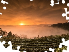 Taiwan, field, Fog, Sunrise