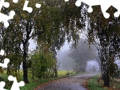 Way, birch, Fog, field