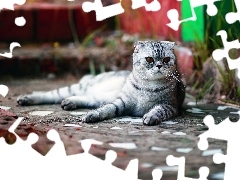 Scottish Fold Cat