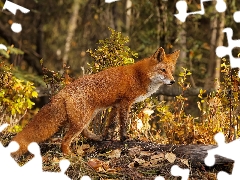 autumn, ginger, Fox, forest