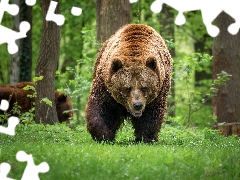 trees, viewes, Green, forest, Brown bear