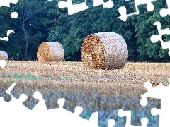 Bele, Field, forest, Hay