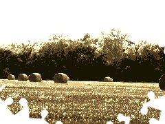 Bele, Field, forest, hay