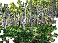 birch, forest