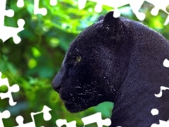 forest, black, Panther