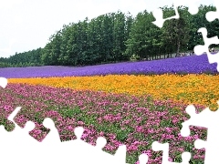 Field, Flowers, forest, farm