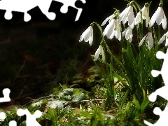 forest, snowdrops, grass