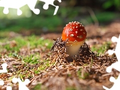 forest, toadstool, litter