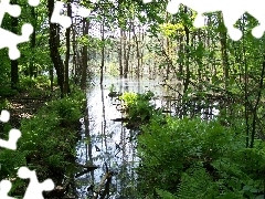 marshland, forest