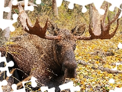 moose, Yellow, Leaf, forest