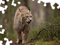 forest, Lynx, Path