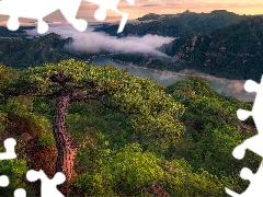 trees, River, pine, forest, Mountains, viewes, Fog