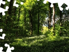 car in the meadow, forest, Flowers, Przebijające, luminosity, Spring, sun, flash, ligh