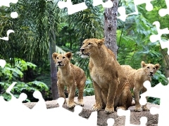 forest, lions, Rocks