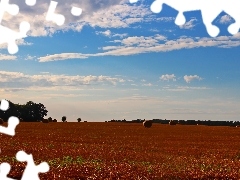 forest, Sky, Hay, Field, Bele