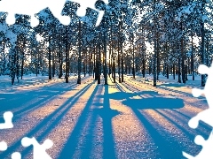 light breaking through sky, winter, forest