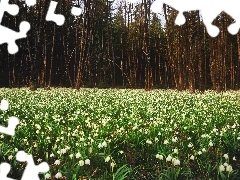 snowdrops, forest