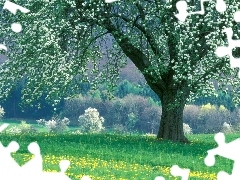 trees, Colourfull Flowers, forest, Meadow