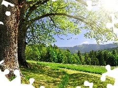 trees, Meadow, forest, viewes