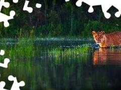 forest, Lioness, water