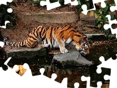 tiger, rocks, forest, watering place