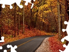 forest, autumn, Way