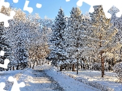 forest, winter, Way