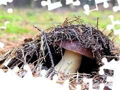 forester, Mushrooms, fleece