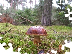 handsome, fleece, forester, bolete