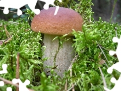 Real mushroom, fleece, forester, mosses