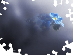 Blue, forget-me-not