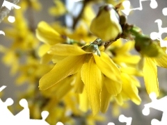 forsythia