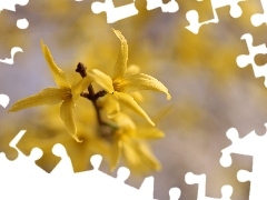 forsythia, Yellow, Flowers