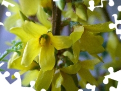 forsythia