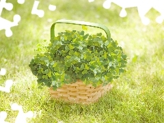 Clovers, basket, four-leaf