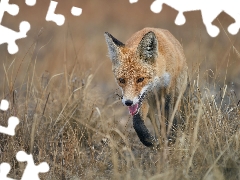 ginger, Black, paws, Fox