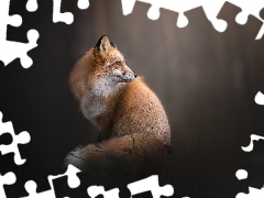 ginger, Fox