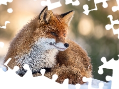 lying, snow, winter, Fox