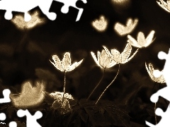 Fractalius, White, Anemones